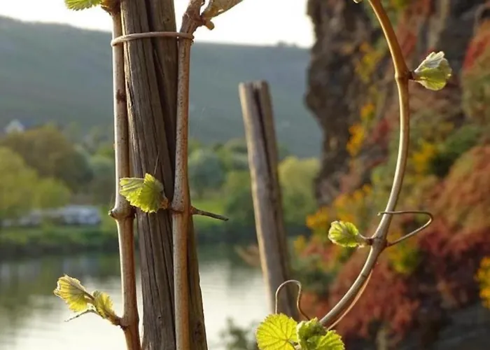 Nicole Apartamento *